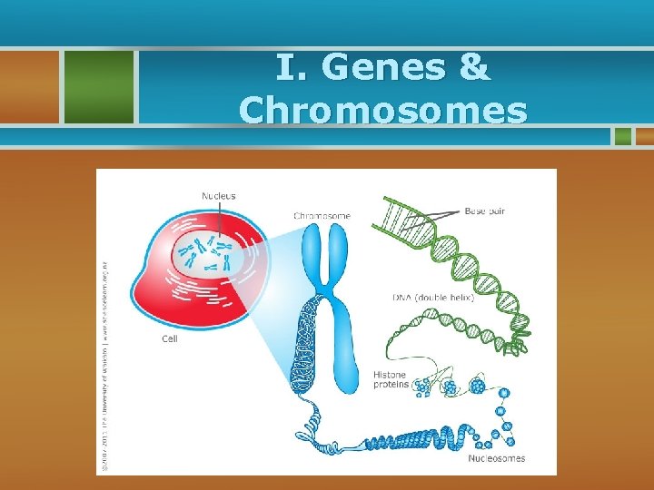 I. Genes & Chromosomes 