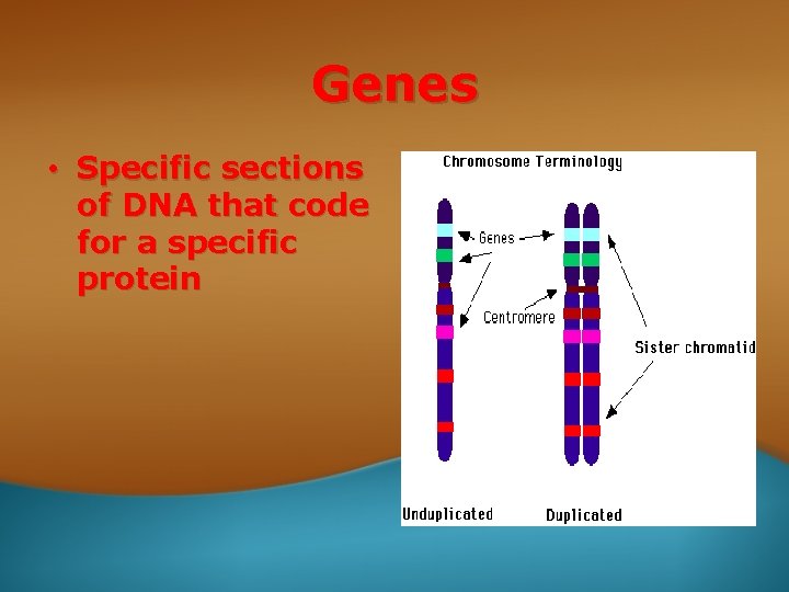 Genes • Specific sections of DNA that code for a specific protein 