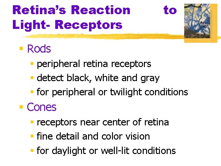 Retina’s Reaction Light- Receptors to § Rods § peripheral retina receptors § detect black,