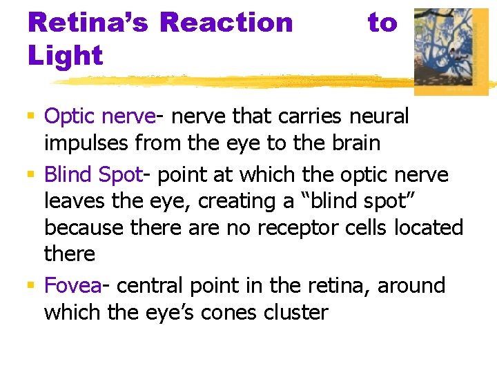 Retina’s Reaction Light to § Optic nerve- nerve that carries neural impulses from the