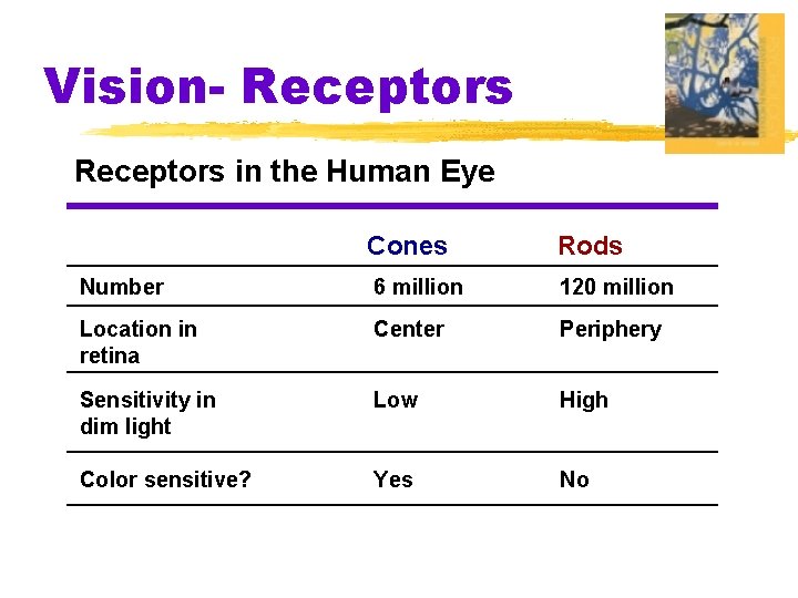 Vision- Receptors in the Human Eye Cones Rods Number 6 million 120 million Location