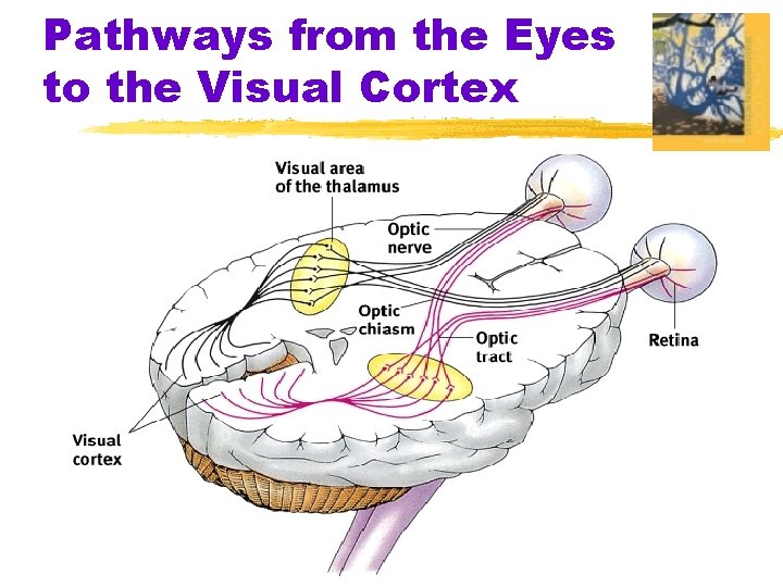 Pathways from the Eyes to the Visual Cortex 