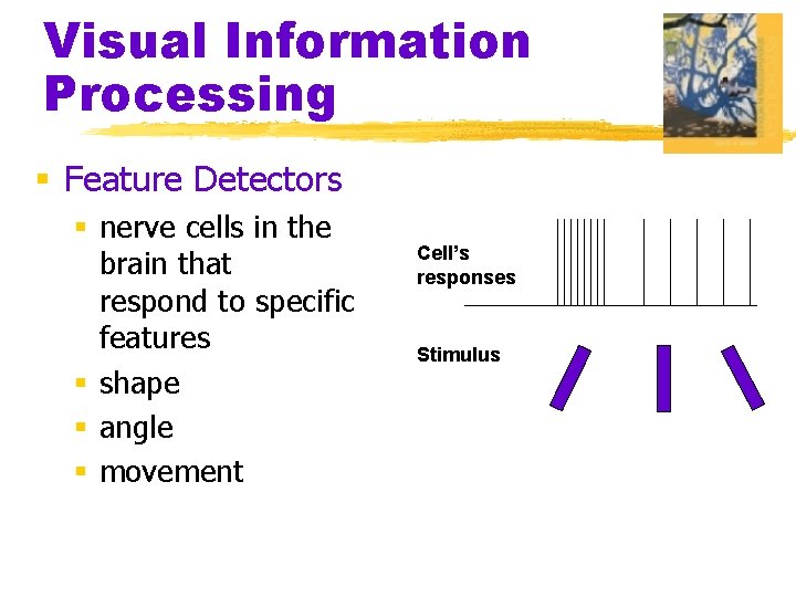 Visual Information Processing § Feature Detectors § nerve cells in the brain that respond