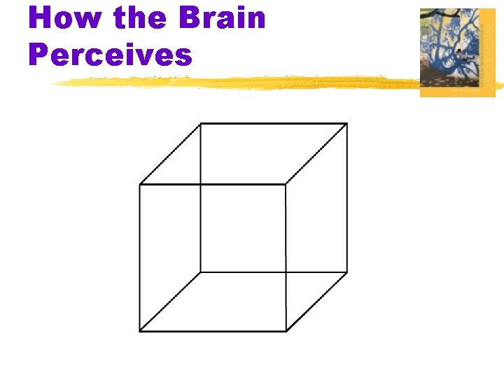 How the Brain Perceives 