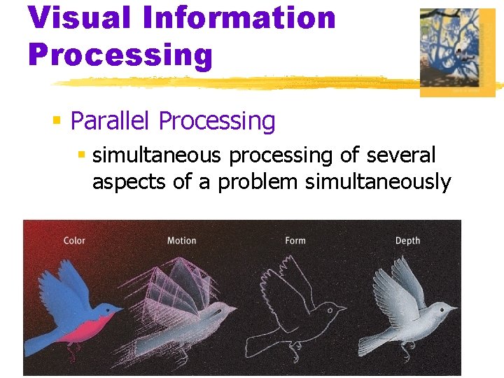 Visual Information Processing § Parallel Processing § simultaneous processing of several aspects of a