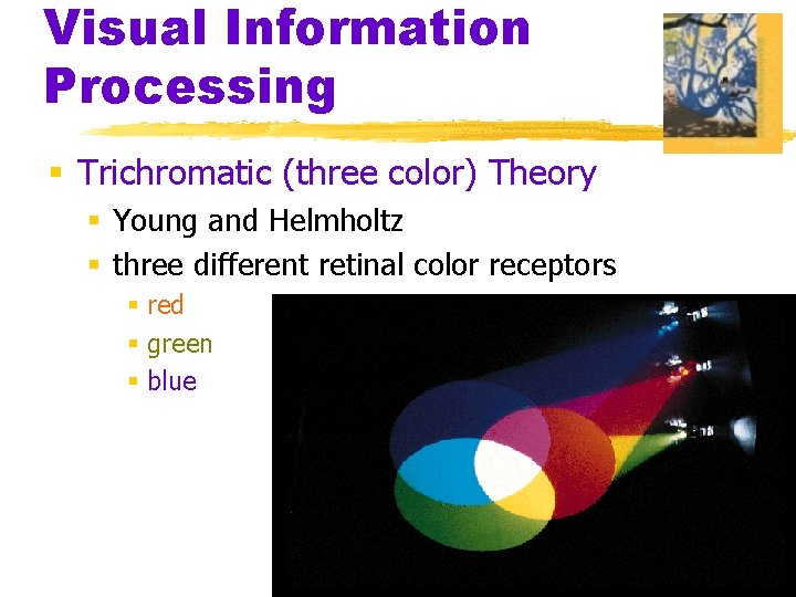 Visual Information Processing § Trichromatic (three color) Theory § Young and Helmholtz § three