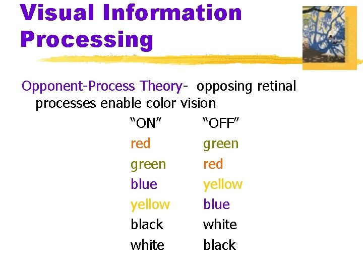 Visual Information Processing Opponent-Process Theory- opposing retinal processes enable color vision “ON” “OFF” red