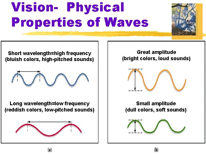 Vision- Physical Properties of Waves Short wavelength=high frequency (bluish colors, high-pitched sounds) Great amplitude