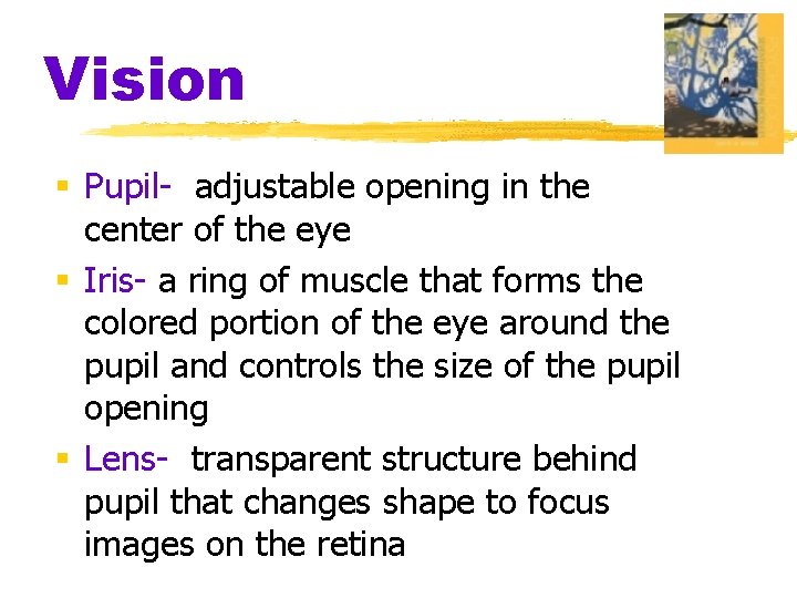 Vision § Pupil- adjustable opening in the center of the eye § Iris- a