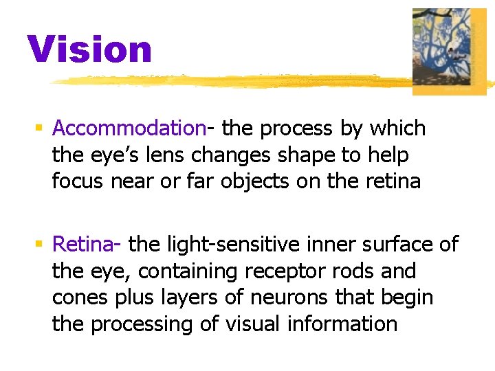 Vision § Accommodation- the process by which the eye’s lens changes shape to help