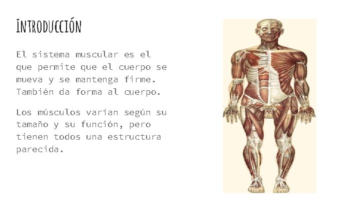 Introducción El sistema muscular es el que permite que el cuerpo se mueva y