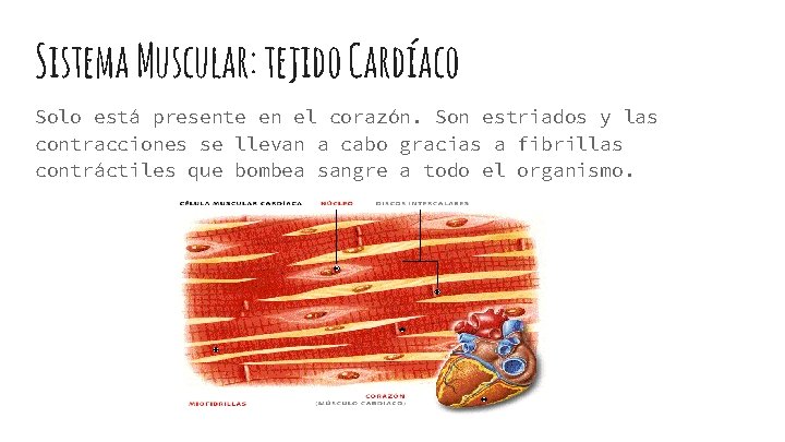 Sistema Muscular: tejido Cardíaco Solo está presente en el corazón. Son estriados y las