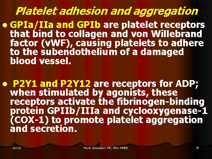 Platelet adhesion and aggregation l GPIa/IIa and GPIb are platelet receptors that bind to