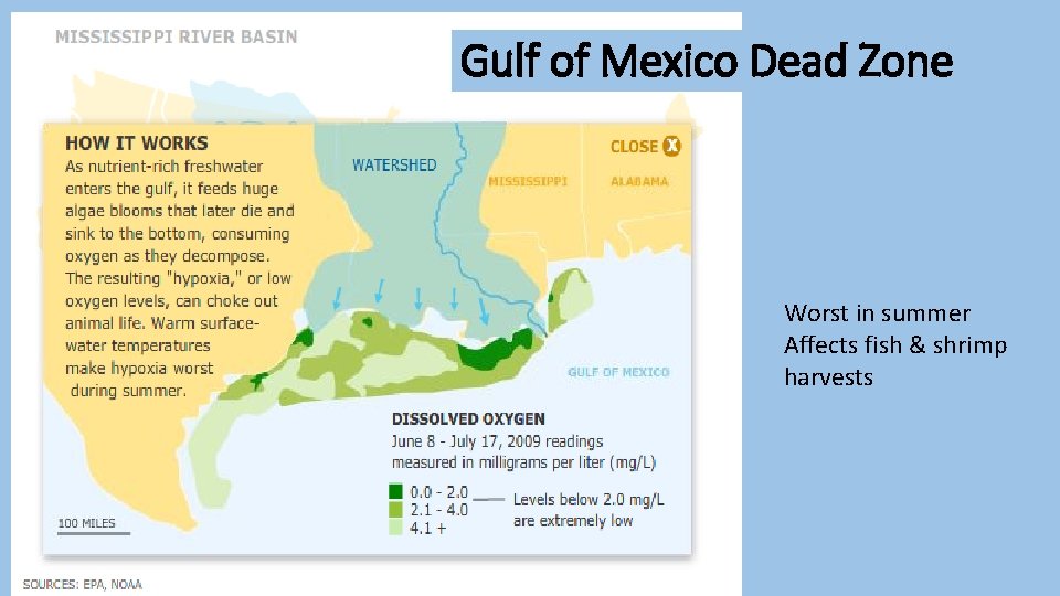 Gulf of Mexico Dead Zone Worst in summer Affects fish & shrimp harvests 