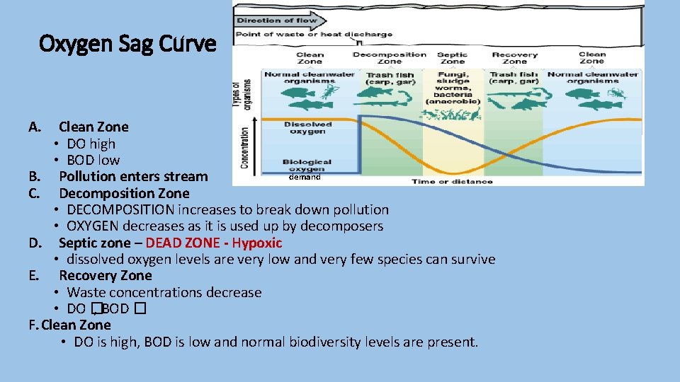 Oxygen Sag Curve A. Clean Zone • DO high • BOD low demand B.