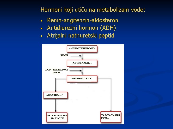 Hormoni koji utiču na metabolizam vode: • • • Renin-angitenzin-aldosteron Antidiurezni hormon (ADH) Atrijalni