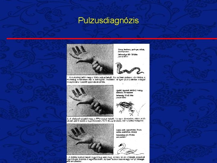 Pulzusdiagnózis Pulzusdiagnózis