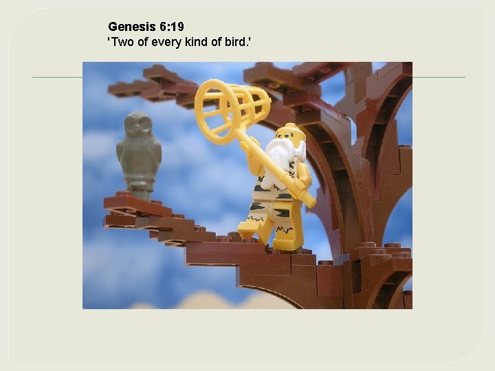 Genesis 6: 19 'Two of every kind of bird. ' 