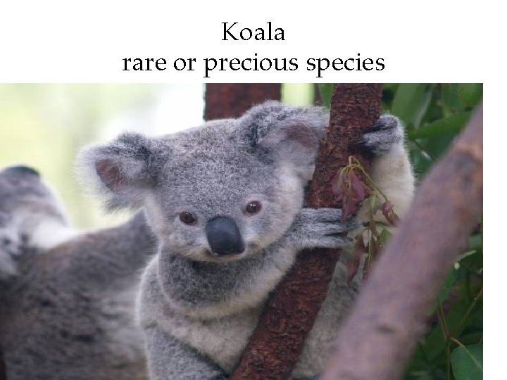 Koala rare or precious species 