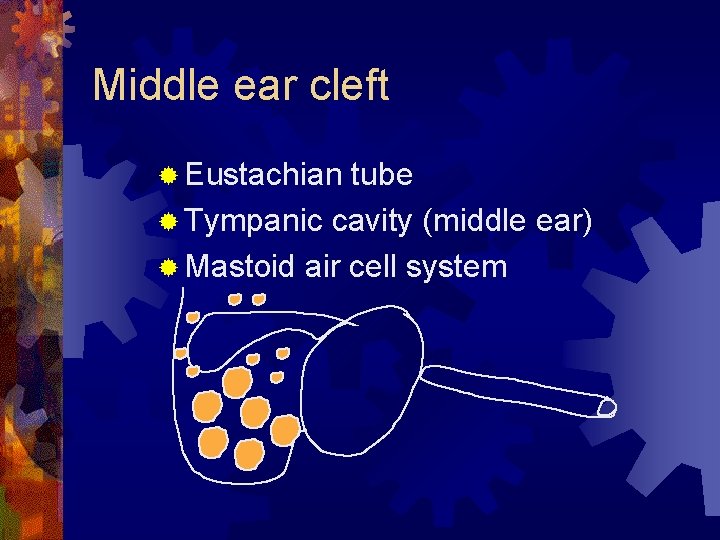 Middle ear cleft ® Eustachian tube ® Tympanic cavity (middle ear) ® Mastoid air
