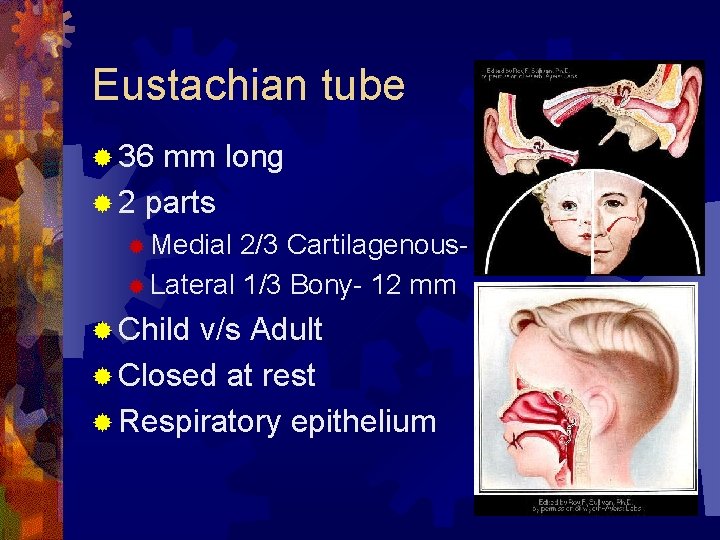 Eustachian tube ® 36 mm long ® 2 parts ® Medial 2/3 Cartilagenous- 24