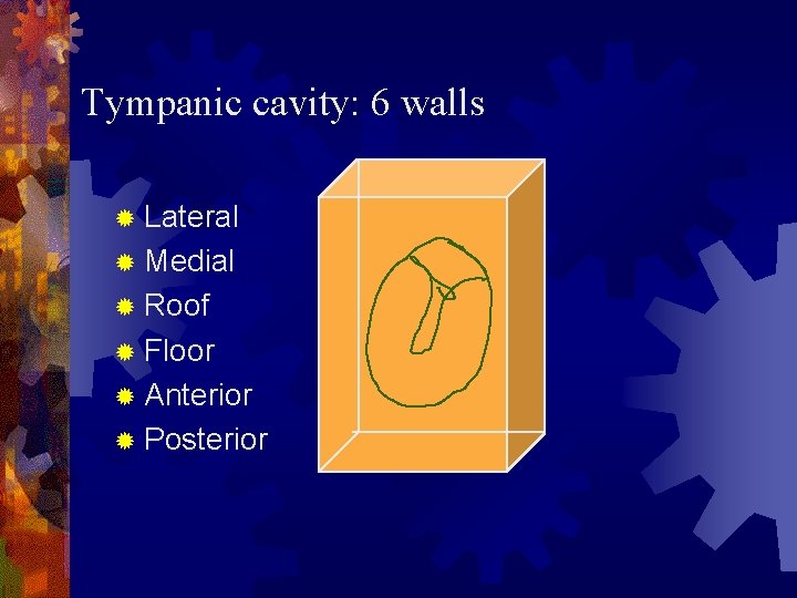 Tympanic cavity: 6 walls ® Lateral ® Medial ® Roof ® Floor ® Anterior