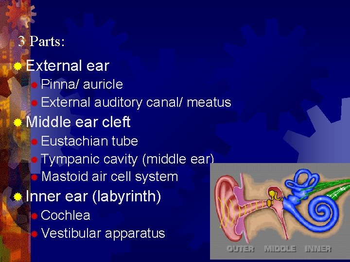 3 Parts: ® External ear ® Pinna/ auricle ® External auditory canal/ meatus ®