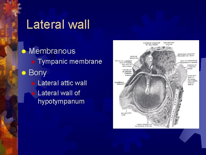 Lateral wall ® Membranous ® Tympanic membrane ® Bony Lateral attic wall ® Lateral
