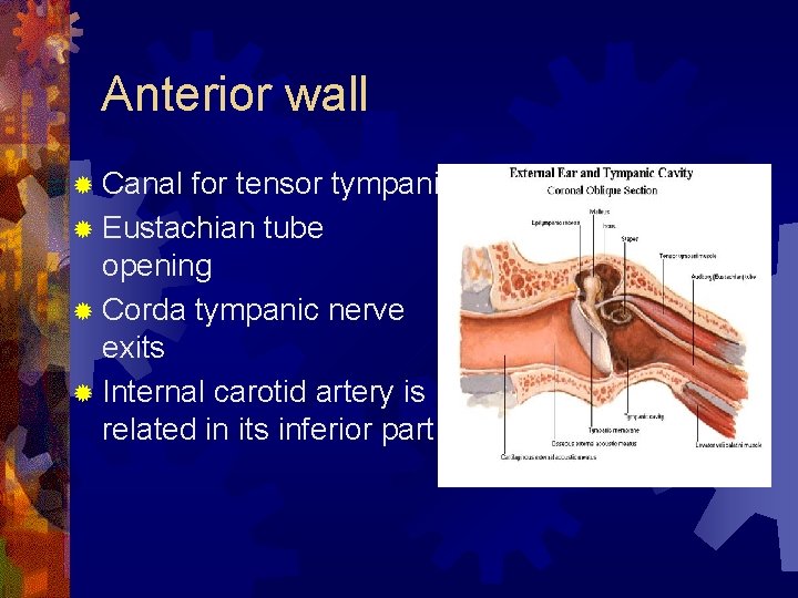Anterior wall ® Canal for tensor tympani ® Eustachian tube opening ® Corda tympanic