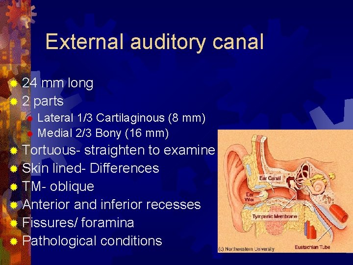 External auditory canal ® 24 mm long ® 2 parts Lateral 1/3 Cartilaginous (8