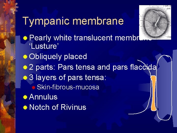 Tympanic membrane ® Pearly white translucent membrane‘Lusture’ ® Obliquely placed ® 2 parts: Pars