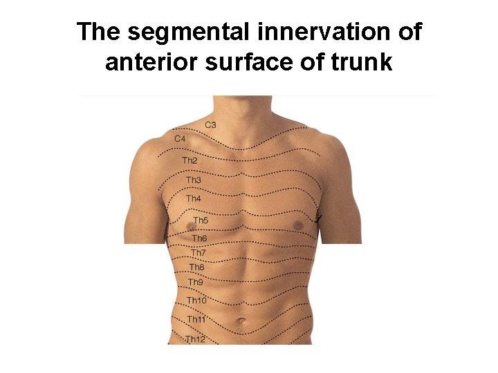 The segmental innervation of anterior surface of trunk 