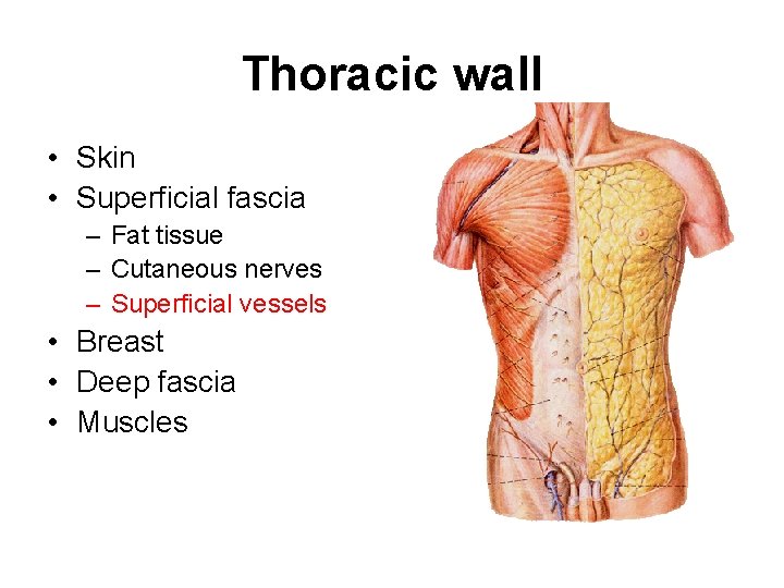 Thoracic wall • Skin • Superficial fascia – Fat tissue – Cutaneous nerves –