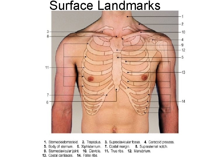 Surface Landmarks 