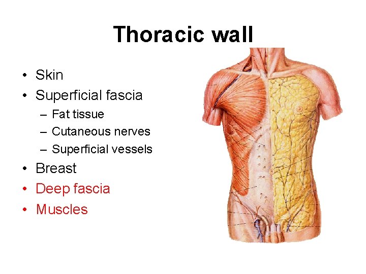 Thoracic wall • Skin • Superficial fascia – Fat tissue – Cutaneous nerves –