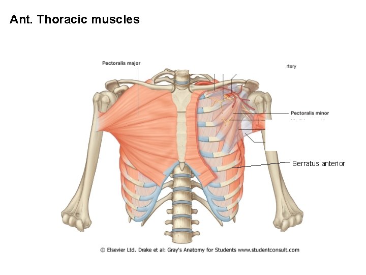 Ant. Thoracic muscles Serratus anterior 