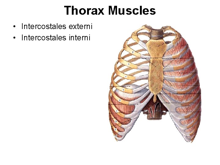Thorax Muscles • Intercostales externi • Intercostales interni 
