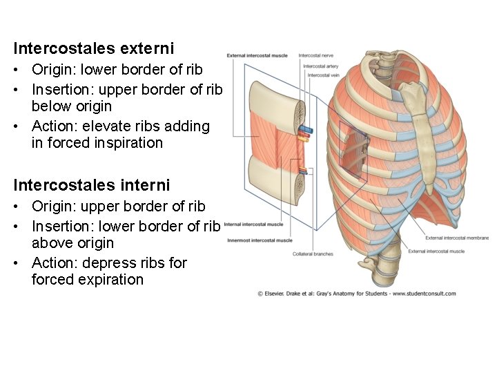 Intercostales externi • Origin: lower border of rib • Insertion: upper border of rib