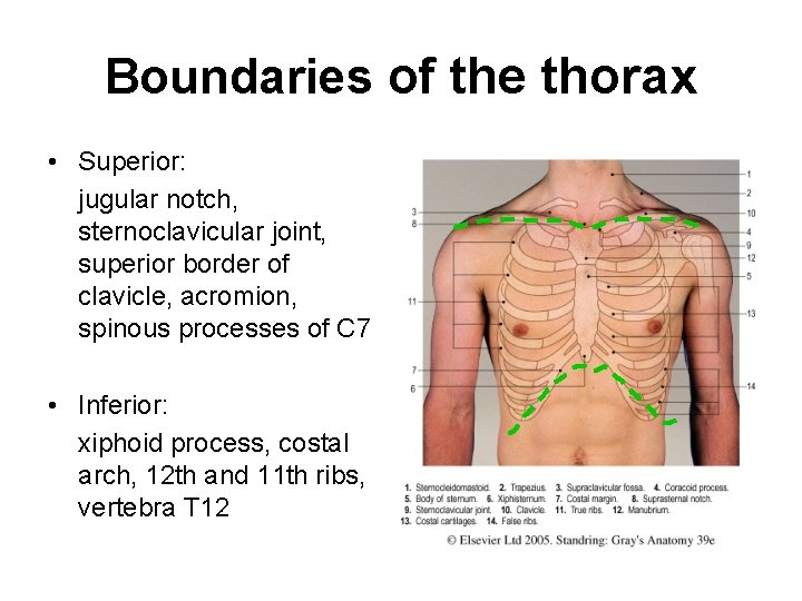 Boundaries of the thorax • Superior: jugular notch, sternoclavicular joint, superior border of clavicle,