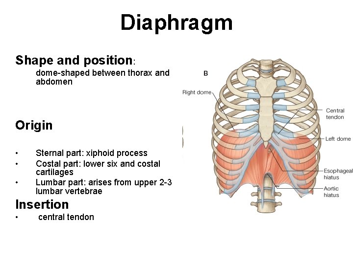 Diaphragm Shape and position: dome-shaped between thorax and abdomen Origin • • • Sternal