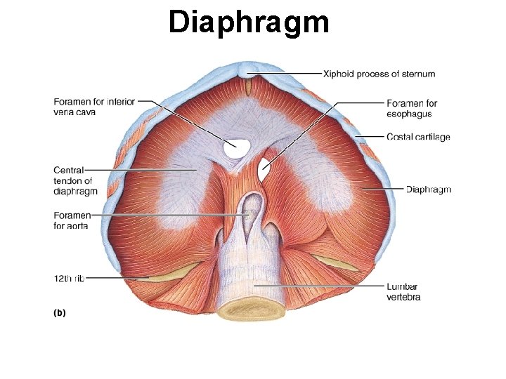 Diaphragm 