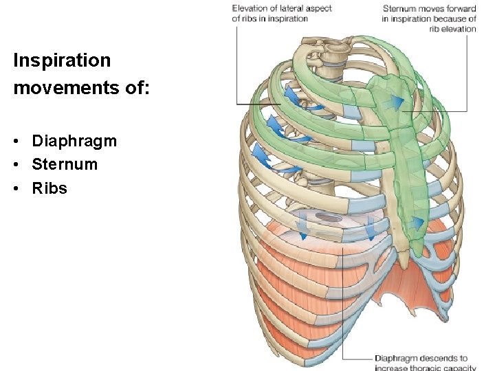 Inspiration movements of: • Diaphragm • Sternum • Ribs 