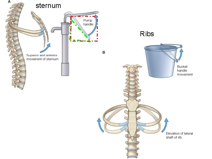 sternum Ribs 