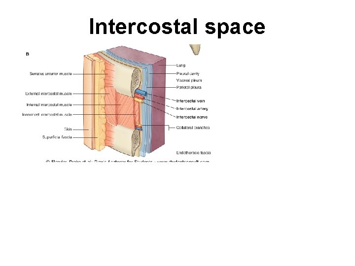 Intercostal space 