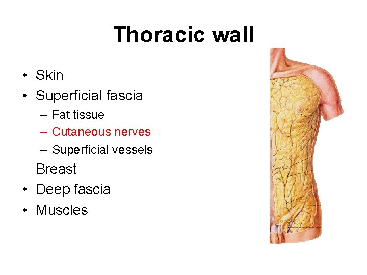 Thoracic wall • Skin • Superficial fascia – Fat tissue – Cutaneous nerves –