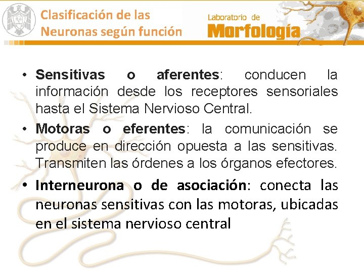 Clasificación de las Neuronas según función • Sensitivas o aferentes: conducen la información desde