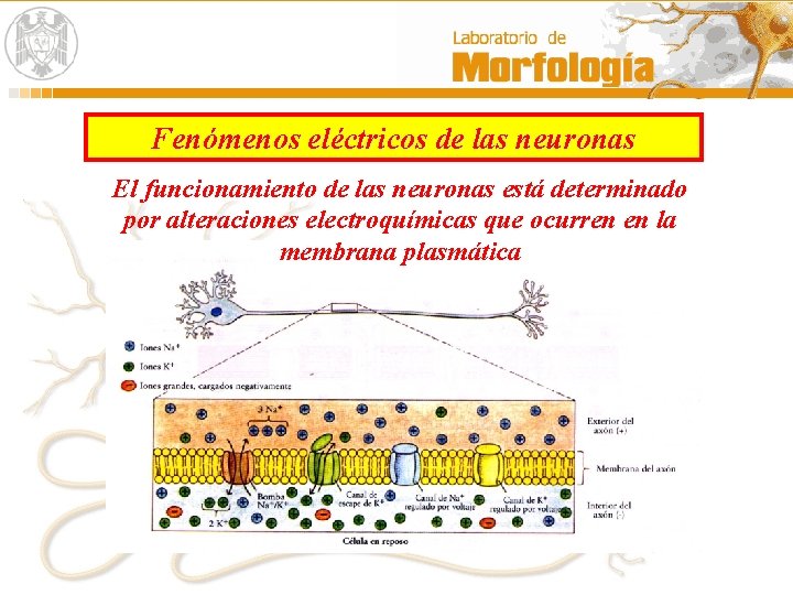 Fenómenos eléctricos de las neuronas El funcionamiento de las neuronas está determinado por alteraciones