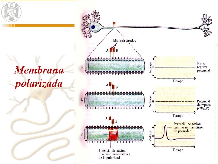 Membrana polarizada 