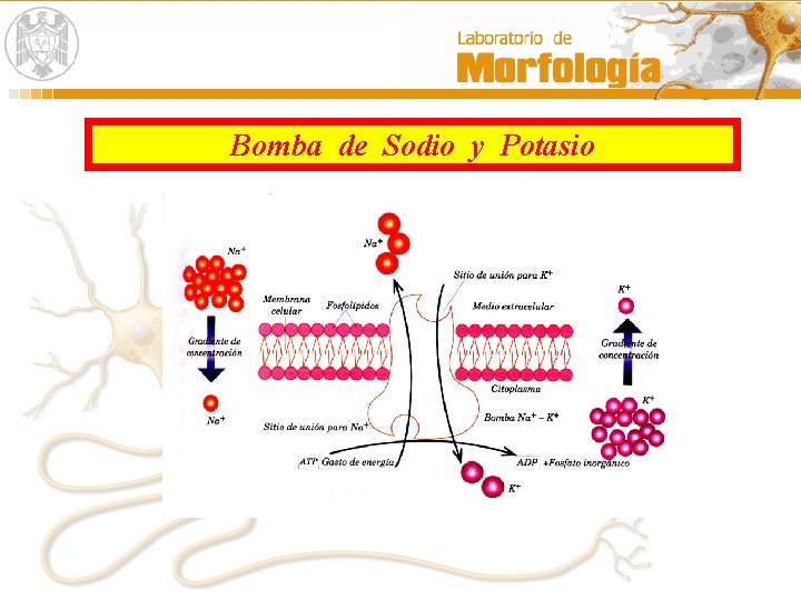 Bomba de Sodio y Potasio 