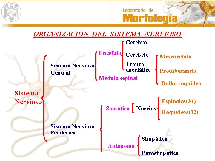 ORGANIZACIÓN DEL SISTEMA NERVIOSO Cerebro Sistema Nervioso Central Sistema Nervioso Encéfalo Cerebelo Mesencéfalo Tronco